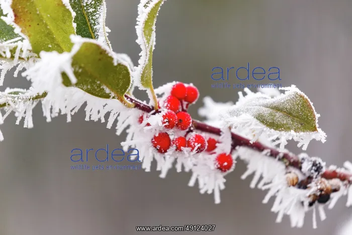 : Obernai, frosted holly leaves : Obernai, frosted holly leaves