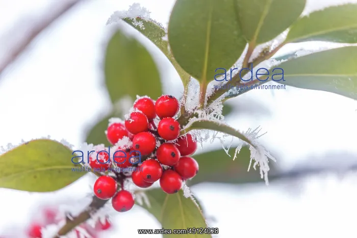 : Obernai, frosted holly leaves : Obernai, frosted holly leaves