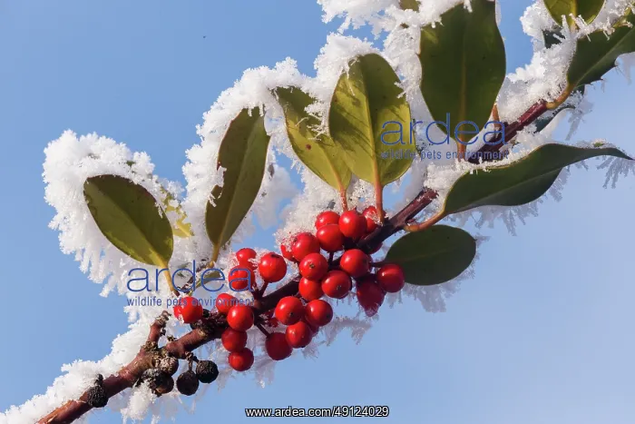 : Obernai, frosted holly leaves : Obernai, frosted holly leaves