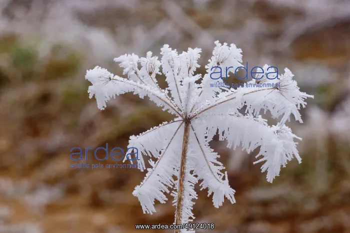 : Obernai Frosted umbellifer : Obernai Frosted umbellifer