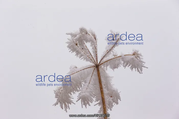 : Obernai Frosted umbellifer : Obernai Frosted umbellifer