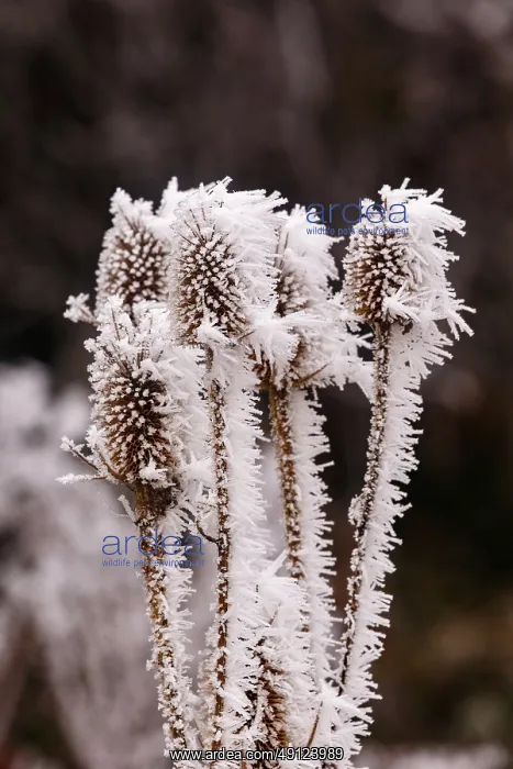 : Obernai, Frosted wild carder : Obernai, Frosted wild carder