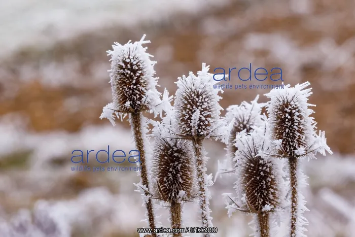 : Obernai, Frosted wild carder : Obernai, Frosted wild carder