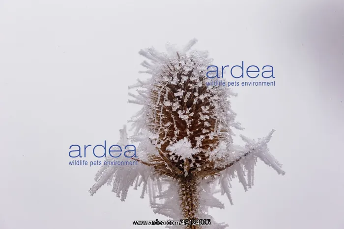 : Obernai, Frosted wild carder : Obernai, Frosted wild carder