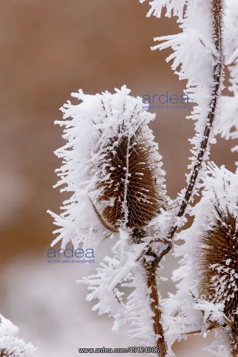 : Obernai, Frosted wild carder : Obernai, Frosted wild carder