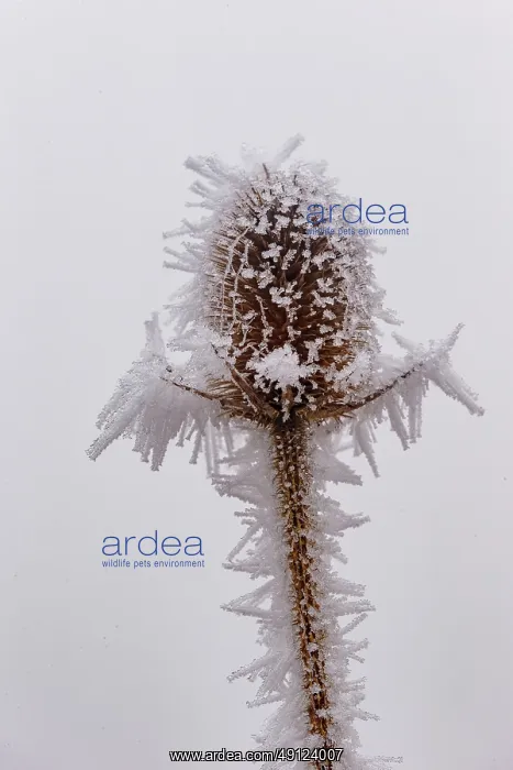 : Obernai, Frosted wild carder : Obernai, Frosted wild carder