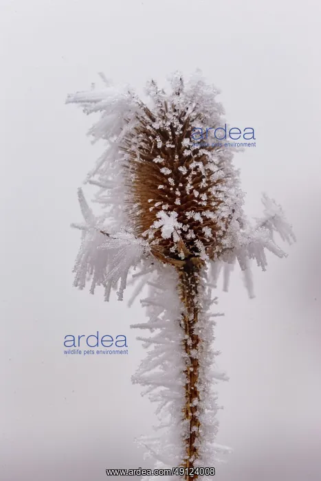 : Obernai, Frosted wild carder : Obernai, Frosted wild carder