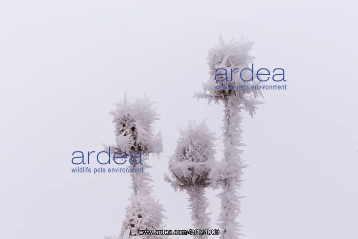 : Obernai, Frosted wild carder : Obernai, Frosted wild carder