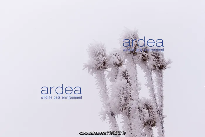 : Obernai, Frosted wild carder : Obernai, Frosted wild carder