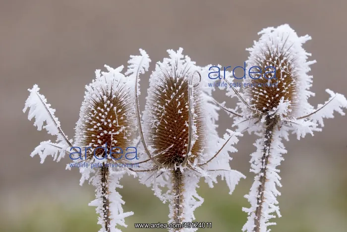 : Obernai, Frosted wild carder : Obernai, Frosted wild carder