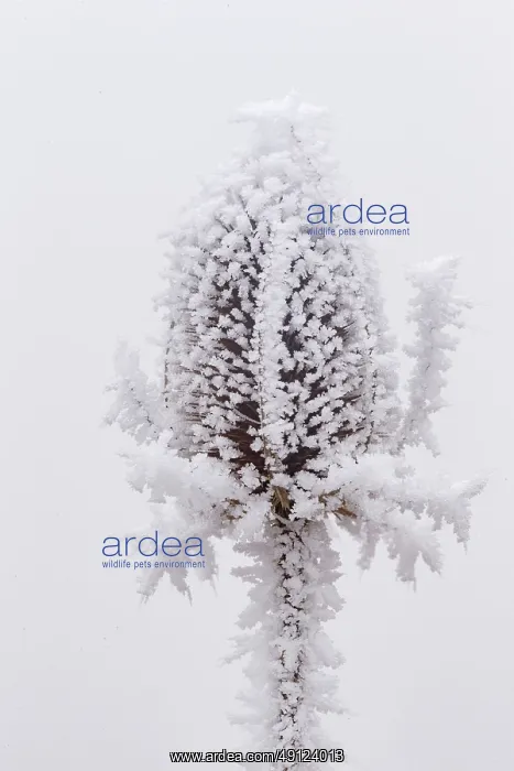 : Obernai, Frosted wild carder : Obernai, Frosted wild carder