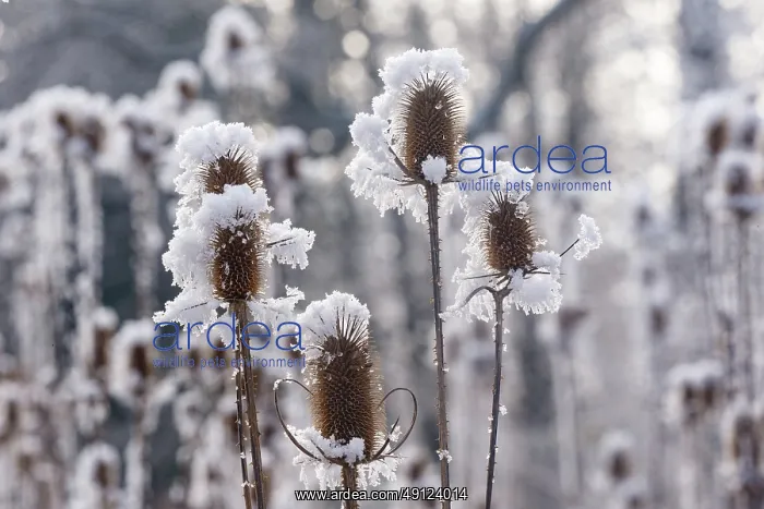 : Obernai, Frosted wild carder : Obernai, Frosted wild carder