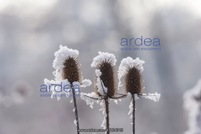: Obernai, Frosted wild carder : Obernai, Frosted wild carder