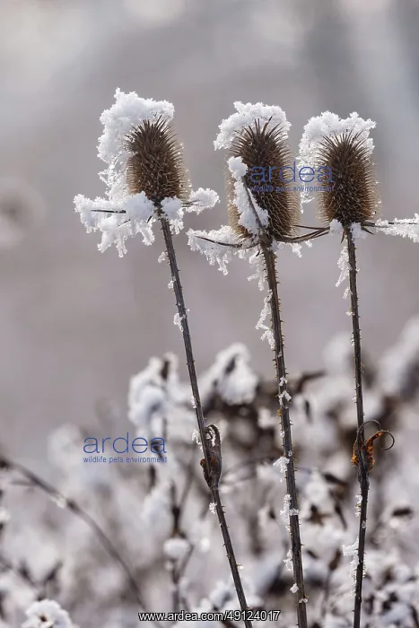 : Obernai, Frosted wild carder : Obernai, Frosted wild carder