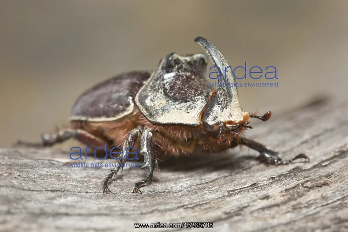 : Oblique view of a European Rhinoceros Beetle (O : Oblique view of a European Rhinoceros Beetle (O