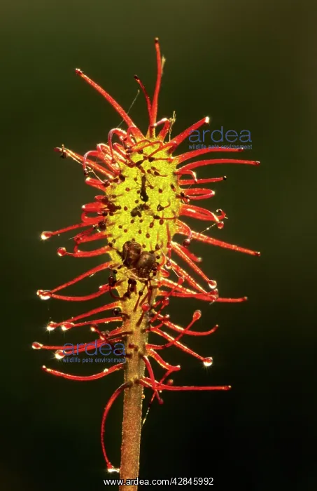 : Oblong-leaved Sundew : Oblong-leaved Sundew