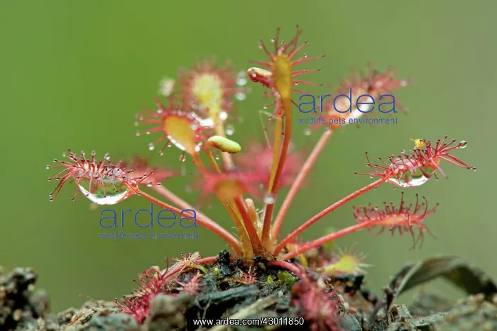 : Oblong Leaved Sundew : Oblong Leaved Sundew