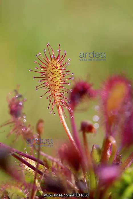 : Oblong Leaved Sundew : Oblong Leaved Sundew