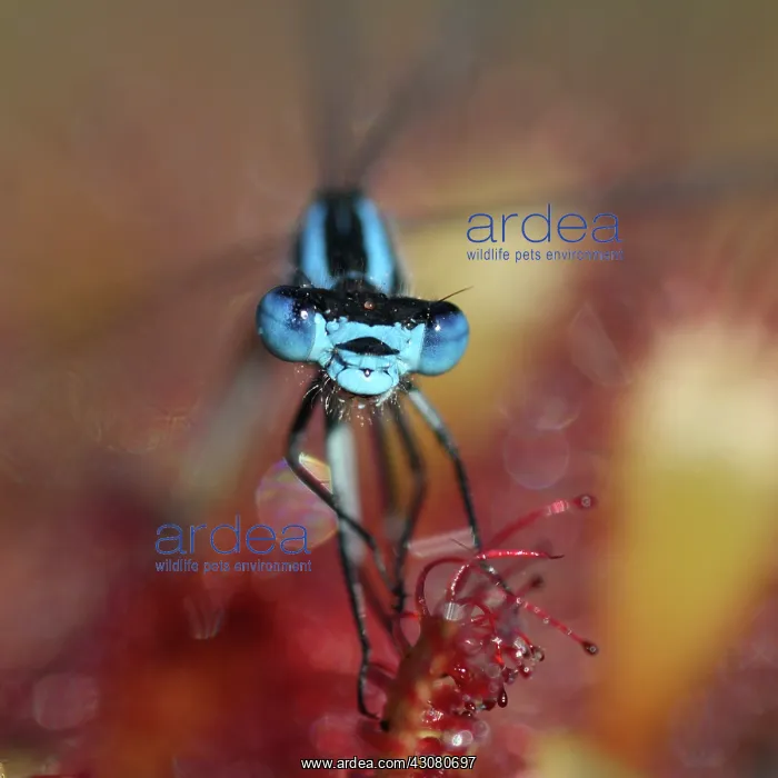 : Oblong-leaved Sundew : Oblong-leaved Sundew