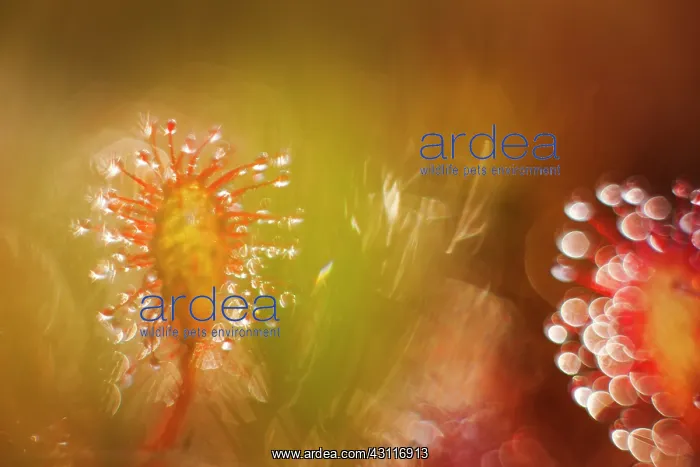 : Oblong-leaved Sundew : Oblong-leaved Sundew