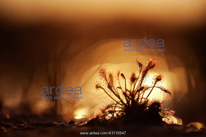: Oblong-leaved Sundew : Oblong-leaved Sundew
