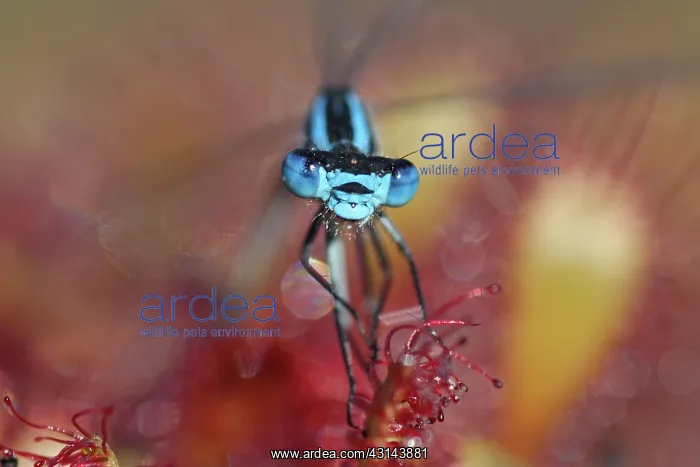 : Oblong-leaved Sundew : Oblong-leaved Sundew
