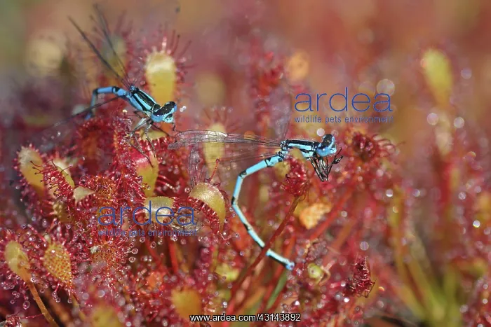  : Oblong-leaved Sundew