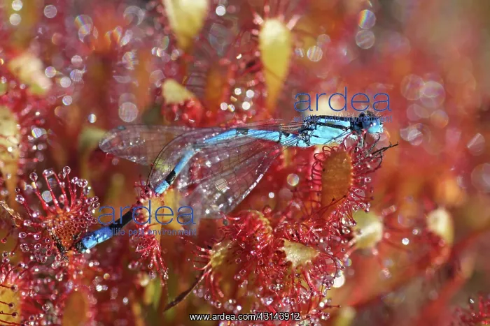 : Oblong-leaved Sundew : Oblong-leaved Sundew