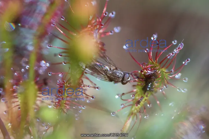 : Oblong-leaved Sundew : Oblong-leaved Sundew