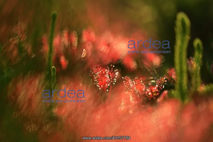 : Oblong-leaved Sundew : Oblong-leaved Sundew