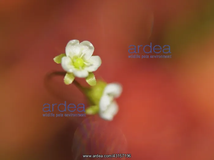 : Oblong-leaved Sundew : Oblong-leaved Sundew