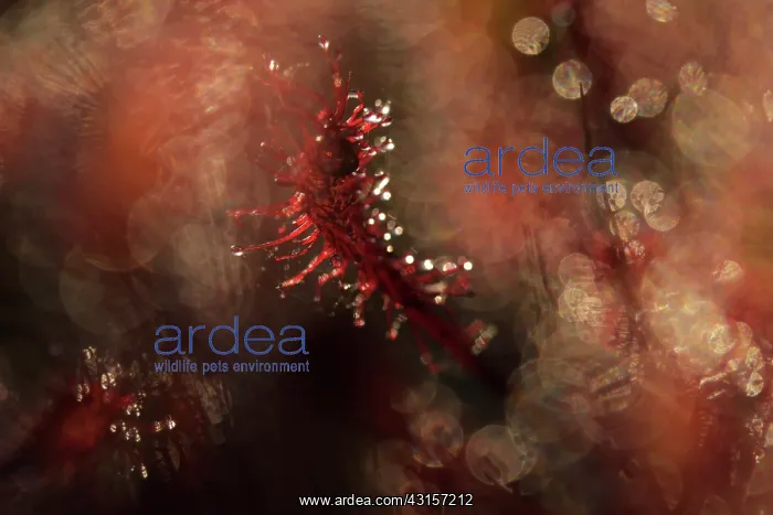 : Oblong-leaved Sundew : Oblong-leaved Sundew