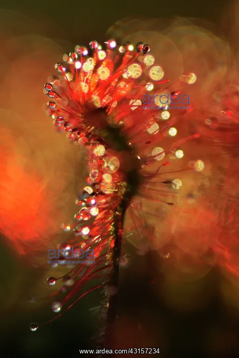 : Oblong-leaved Sundew : Oblong-leaved Sundew