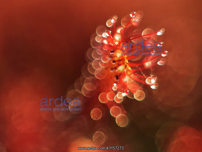 : Oblong-leaved Sundew : Oblong-leaved Sundew