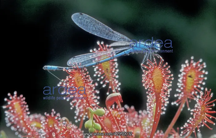 : Oblong-leaved Sundew - With Common Blue Damselfly prey : Oblong-leaved Sundew - With Common Blue Damselfly prey