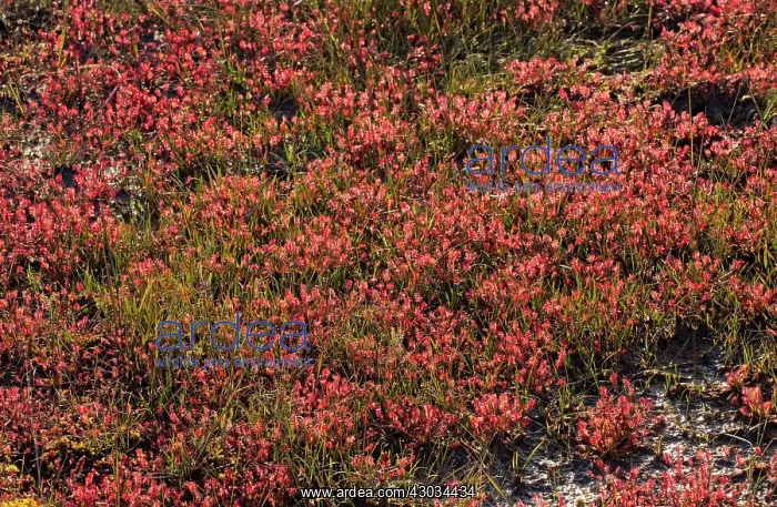 : Oblong-leaved Sundew covering the surface of a bog : Oblong-leaved Sundew covering the surface of a bog
