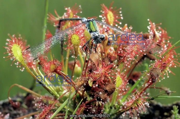 : Oblong-leaved Sundew with dead damesfly : Oblong-leaved Sundew with dead damesfly