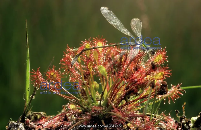 : Oblong-leaved Sundew with dead damselfly : Oblong-leaved Sundew with dead damselfly