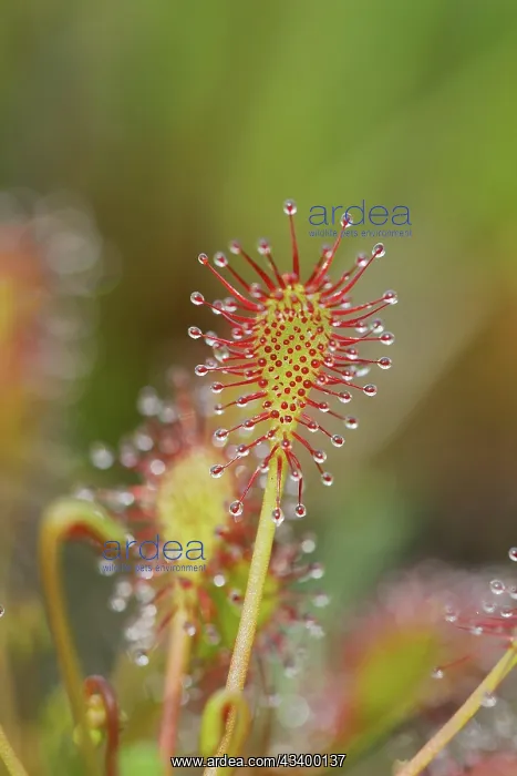 : Oblong-leaved sundew (Drosera intermedia), carnivorous : Oblong-leaved sundew (Drosera intermedia), carnivorous