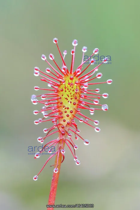 : Oblong-leaved sundew (Drosera intermedia), close-up : Oblong-leaved sundew (Drosera intermedia), close-up