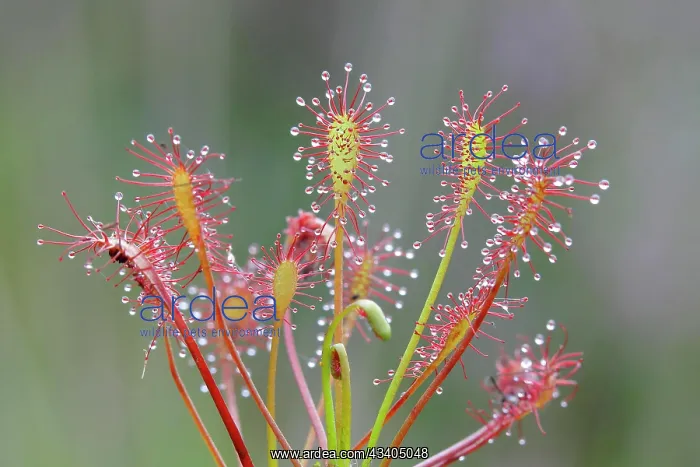 : Oblong-leaved sundew (Drosera intermedia), Aschendorfer : Oblong-leaved sundew (Drosera intermedia), Aschendorfer