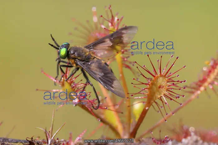 : Oblong-leaved sundew (Drosera intermedia), with insect as : Oblong-leaved sundew (Drosera intermedia), with insect as