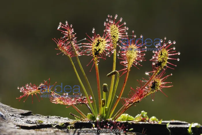 : Oblong-leaved Sundew (Drosera intermedia) showi : Oblong-leaved Sundew (Drosera intermedia) showi