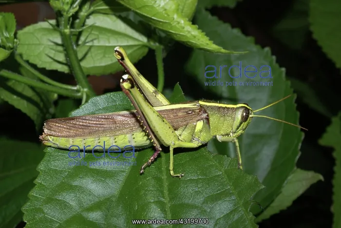 : Obscure Birdwing Grasshopper : Obscure Birdwing Grasshopper