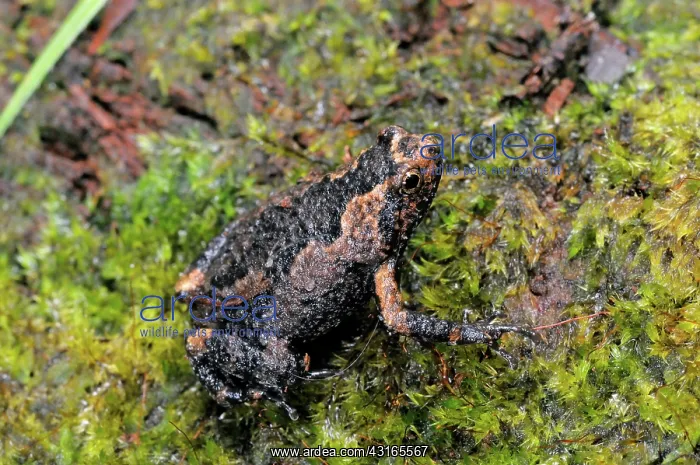 : Obscure Ramanella Frog : Obscure Ramanella Frog