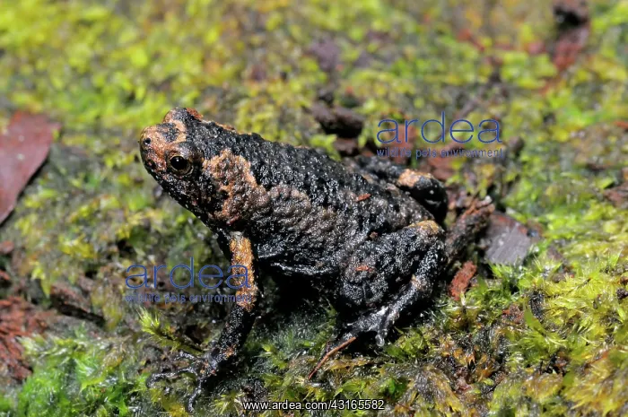 : Obscure Ramanella Frog : Obscure Ramanella Frog