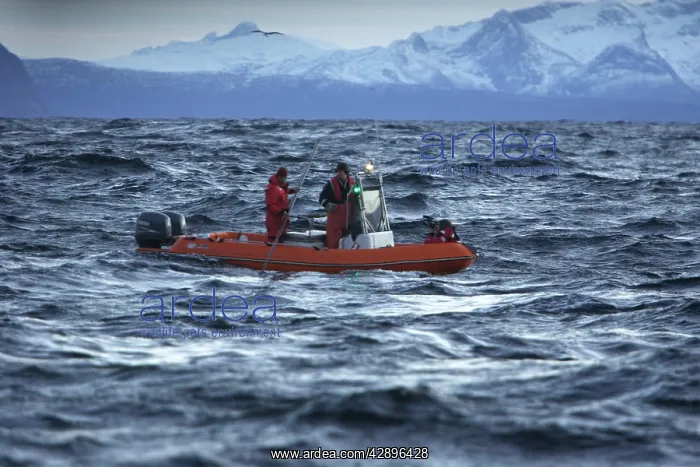 : Observation boat with scientists looking for Killer : Observation boat with scientists looking for Killer