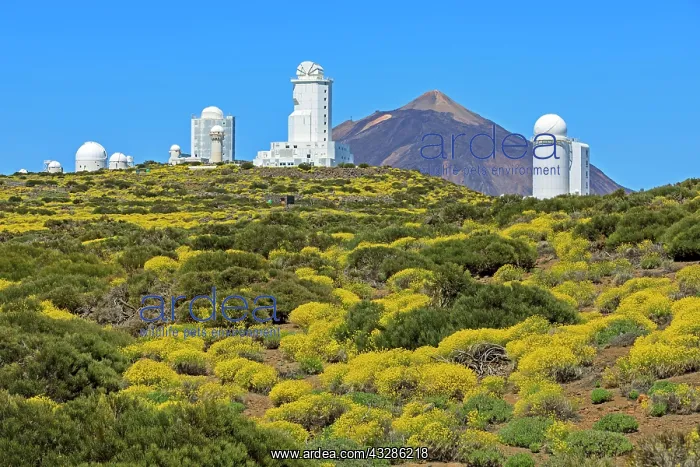 : Observatorio del Teide, Teide Observatory, flixweed : Observatorio del Teide, Teide Observatory, flixweed