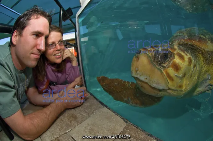: Observing Loggerhead Turtle : Observing Loggerhead Turtle