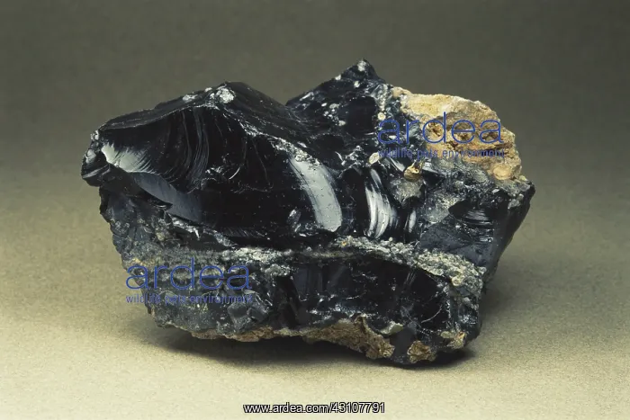 : Obsidian, an igneous rock from Yellowstone National Park, showing conchoidal fracture : Obsidian, an igneous rock from Yellowstone National Park, showing conchoidal fracture